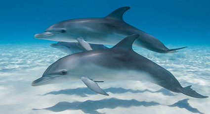 dauphins